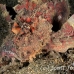 scorpionfish_iminicus_fb_bb_si_h_0093_kom0791.jpg
